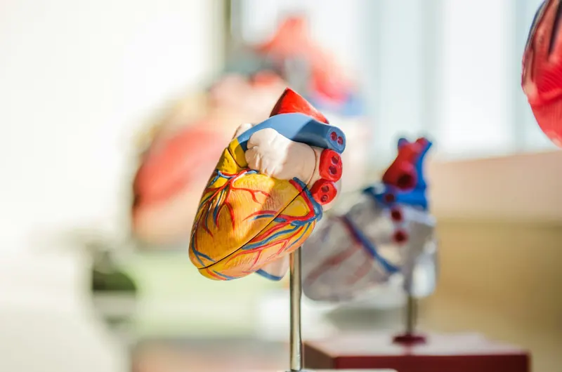 Anatomiczny model serca na stojaku – silne serce kolarza